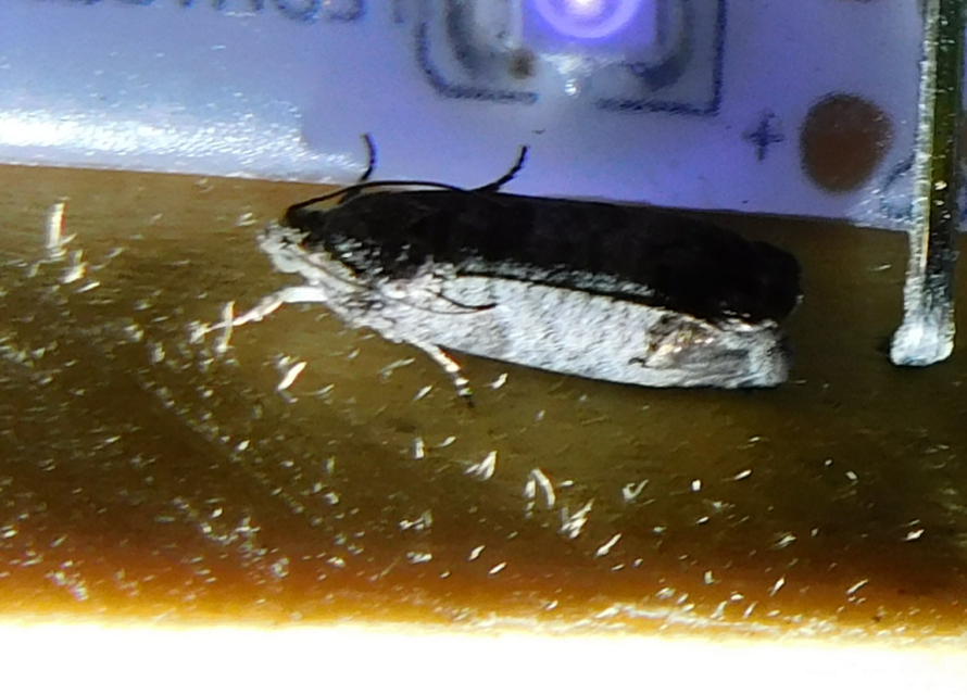 Cydia pomonella - almamoly