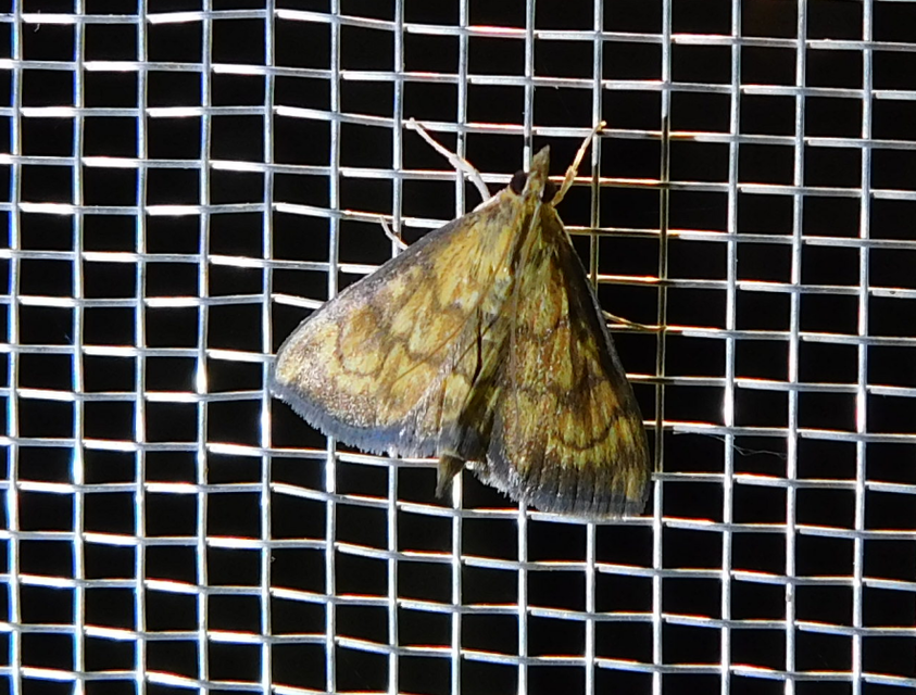 Ecpyrrhorrhoe rubiginalis - rozsdavörös tűzmoly