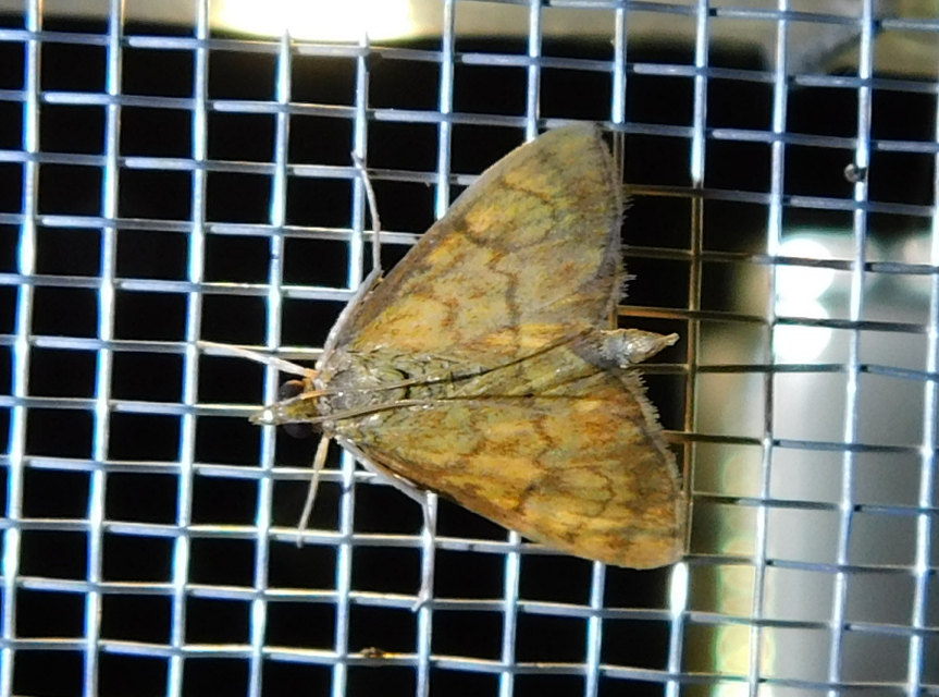 Ecpyrrhorrhoe rubiginalis - rozsdavörös tűzmoly
