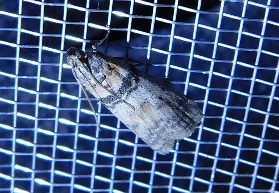 Sciota