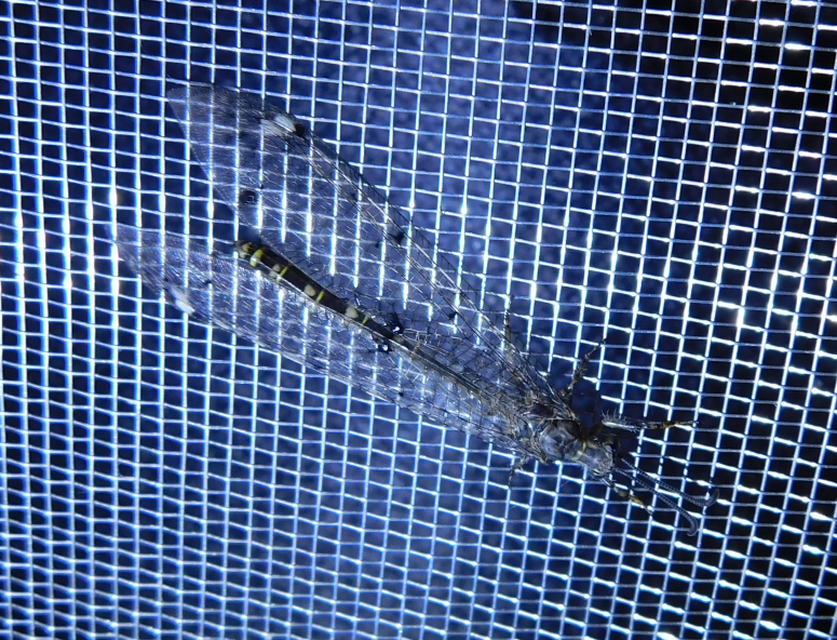 Distoleon tetragrammicus - négyfoltos hangyaleső