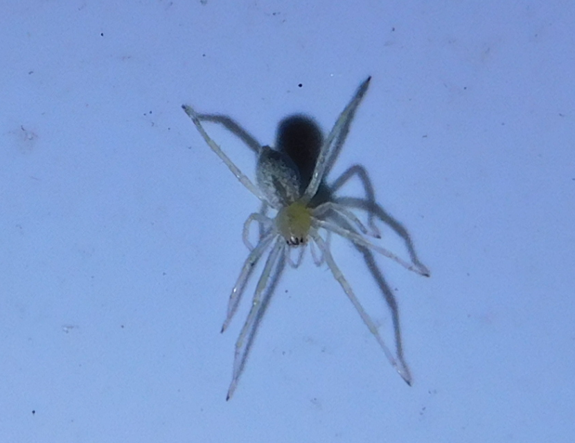Cheiracanthium