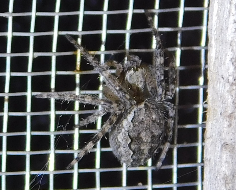 Larinioides ixobolus - ereszalji keresztespók