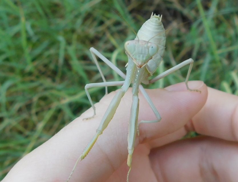 Hierodula tenuidentata - óriás ázsiai imádkozósáska