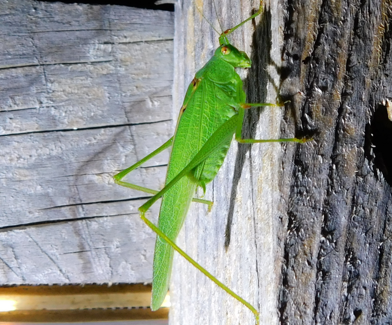Phaneroptera nana - pontozott repülőszöcske