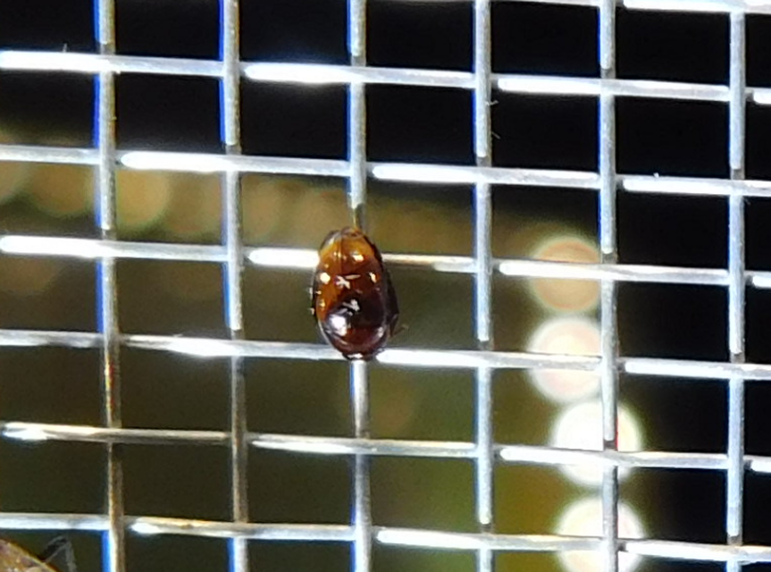 Corylophidae - pontbogárfélék Corylophidae - pontbogárfélék