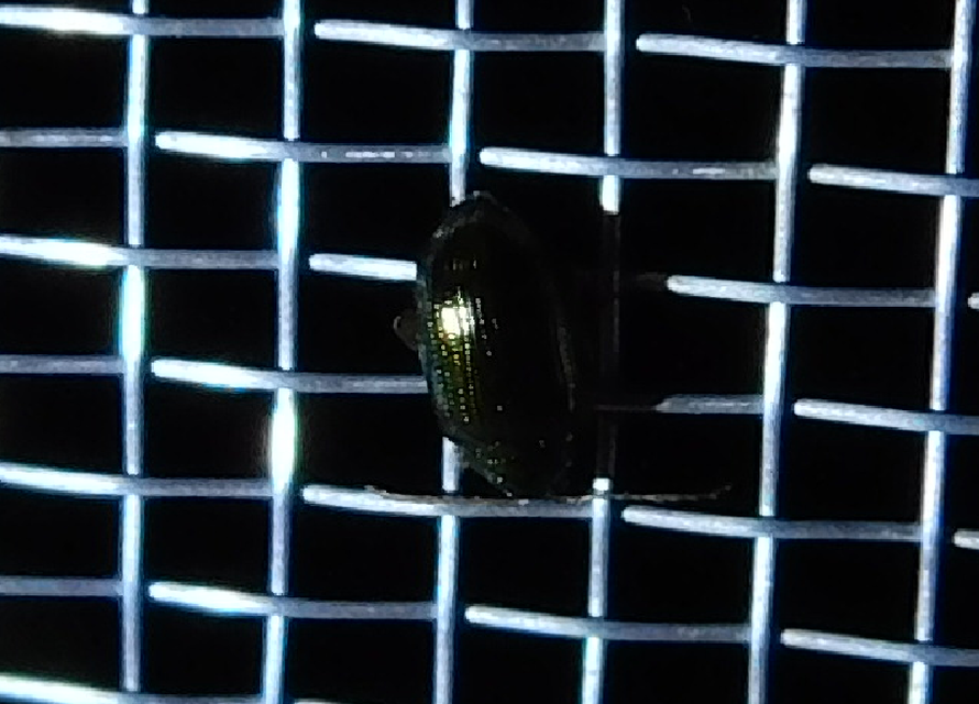 Crepidodera