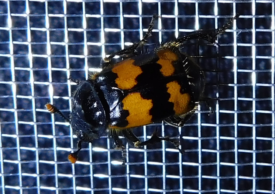 Nicrophorus vespillo - közönséges temetőbogár