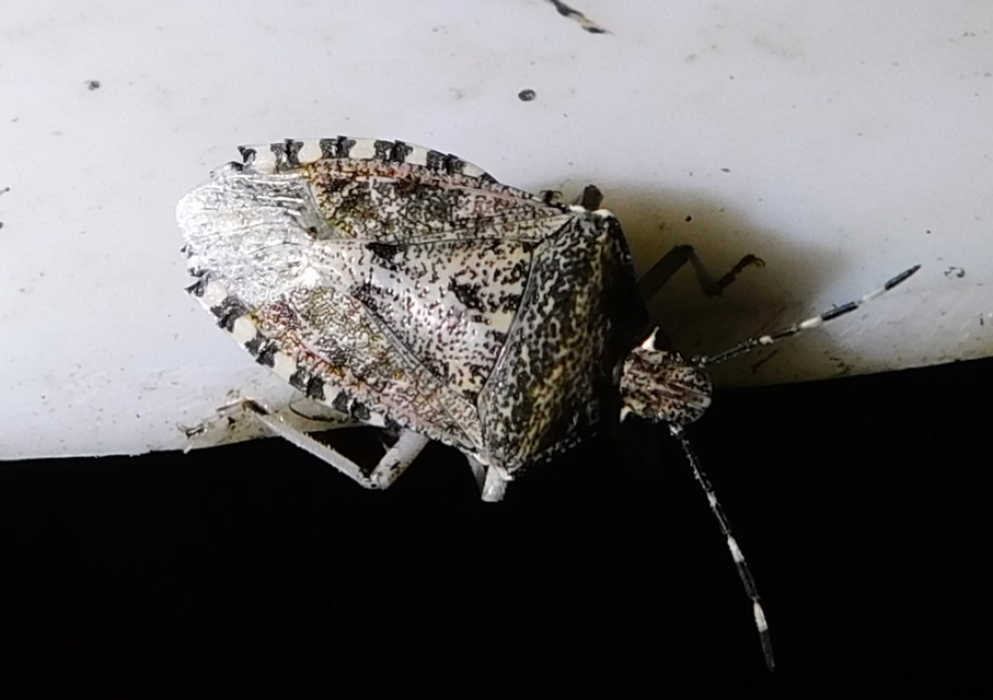 Rhaphigaster nebulosa - bencepoloska