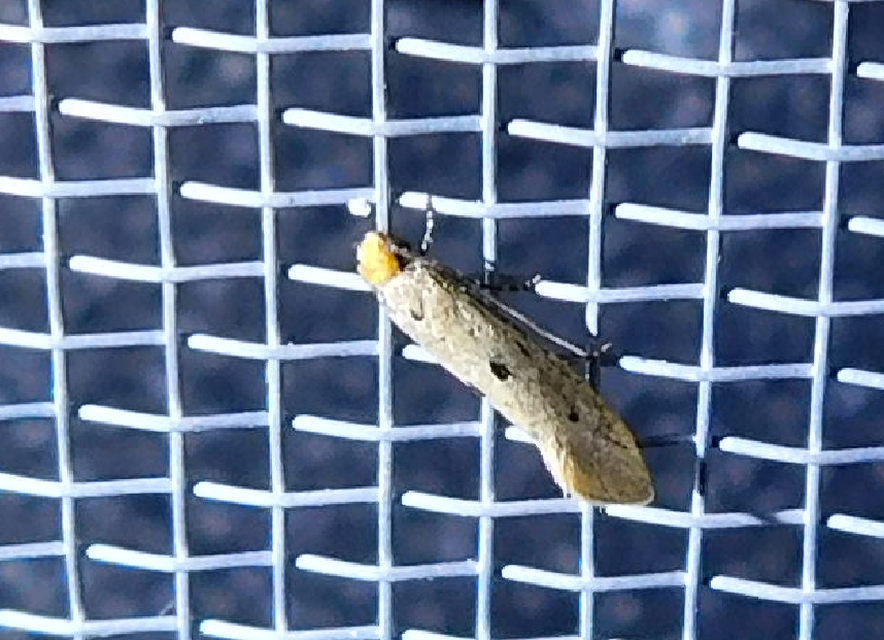 Tinea trinotella - hárompettyes fészekmoly