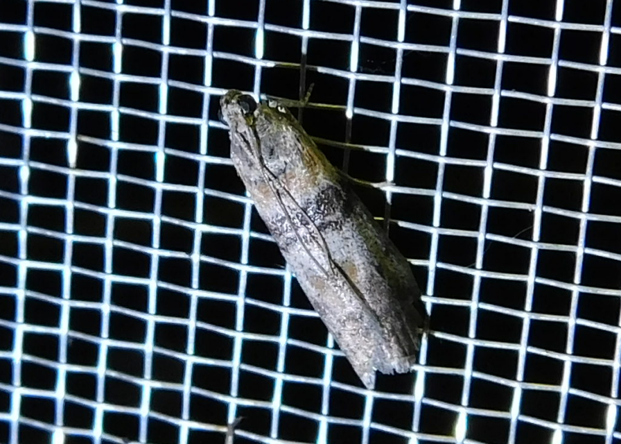 Sciota