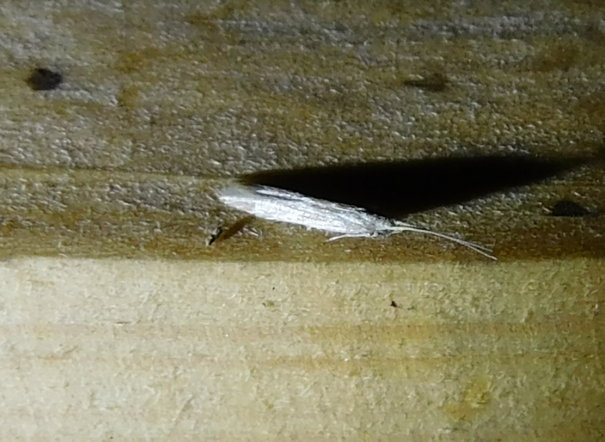 Coleophora