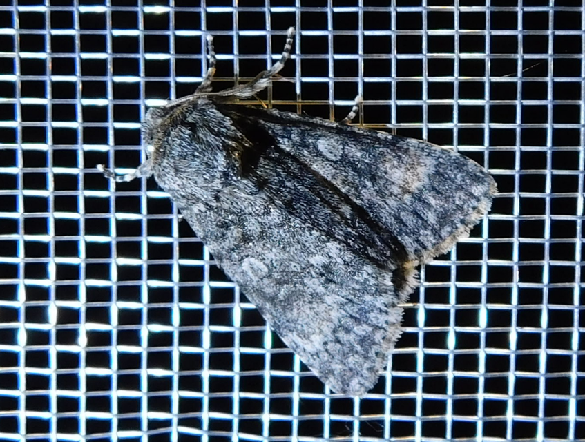 Acronicta megacephala - nagyfejű szigonyosbagoly