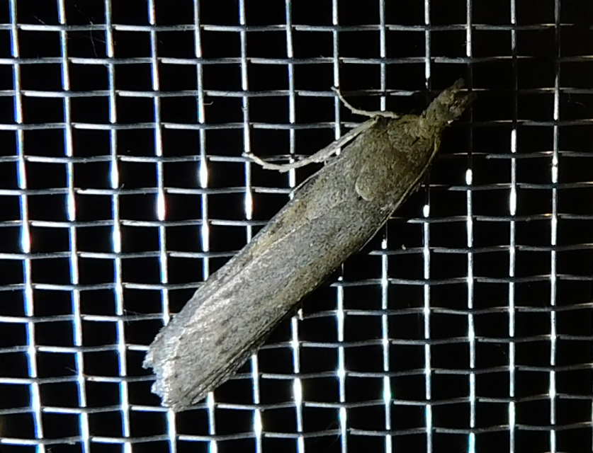 Lamoria