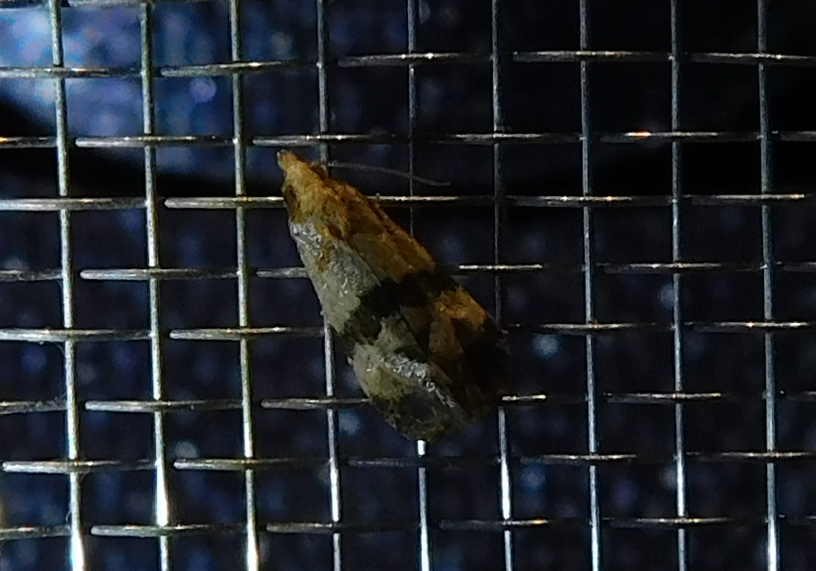 Phalonidia contractana - pipitér-fúrómoly