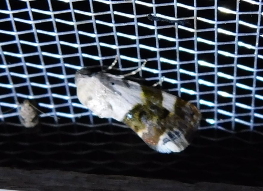Acontia lucida - fehér nappalibagoly
