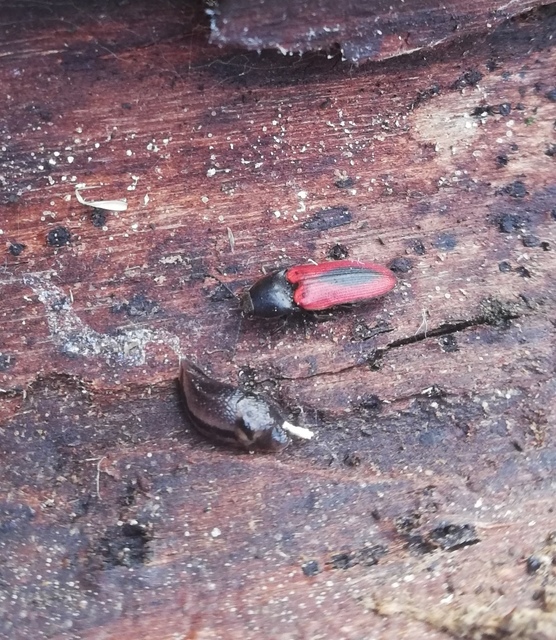 Ampedus sanguinolentus - középfoltos pattanó