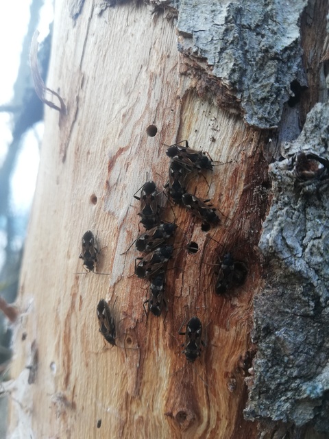 Rhyparochromus vulgaris - közönséges díszesbodobács