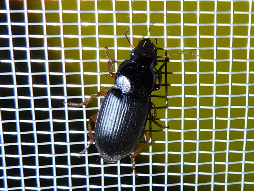 Harpalus griseus - kis selymesfutó