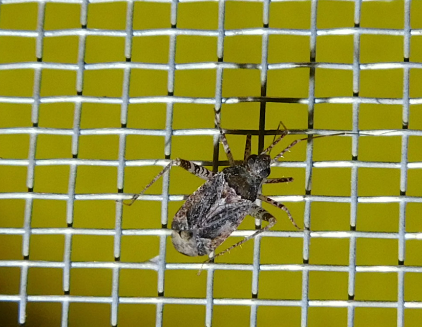 Phytocoris