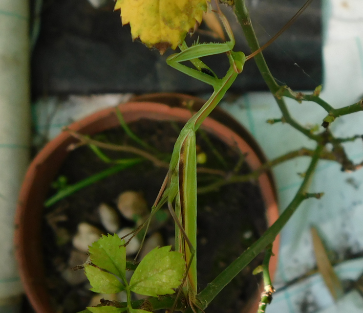 Mantis religiosa - imádkozósáska