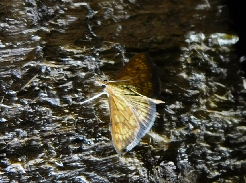 Ecpyrrhorrhoe rubiginalis - rozsdavörös tűzmoly
