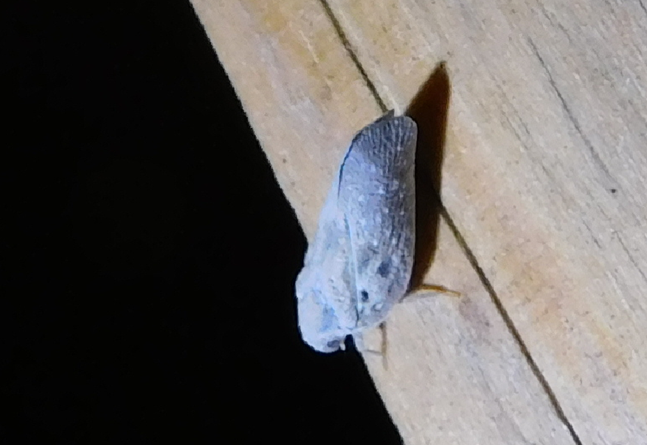Metcalfa pruinosa - amerikai lepkekabóca
