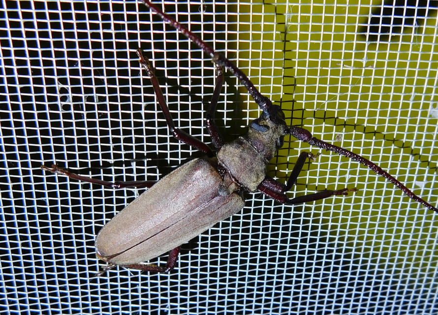 Aegosoma scabricorne - diófacincér