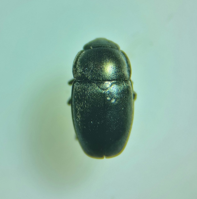 Meligethinae