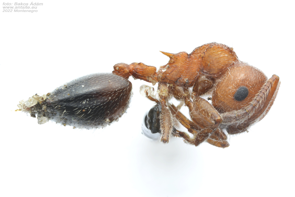Crematogaster schmidti - vörös szívhangya