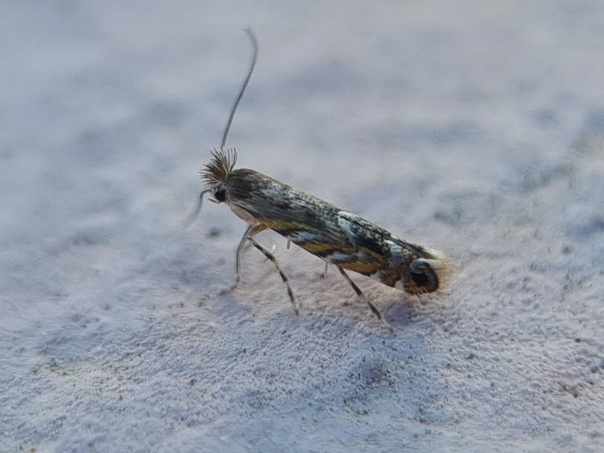 Macrosaccus robiniella - akáclevél-sátorosmoly