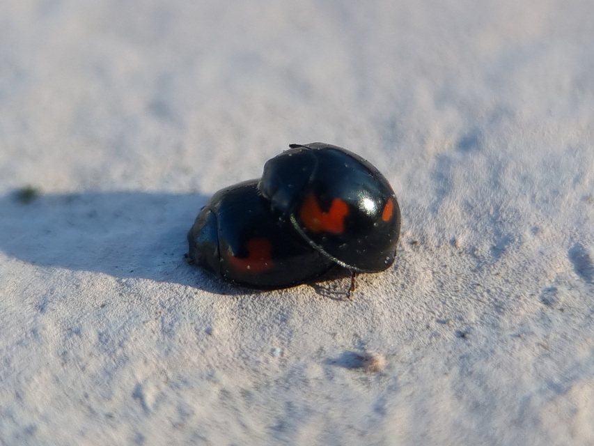 Exochomus quadripustulatus - négyfoltos szerecsenkata