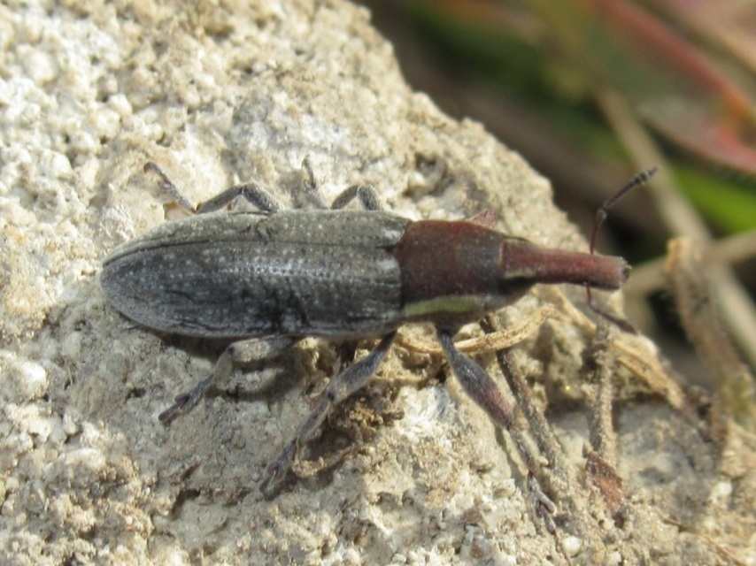 Lixus vilis - gémorr-dudvabarkó
