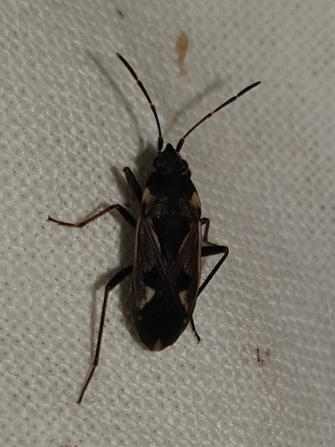 Rhyparochromus vulgaris - közönséges díszesbodobács