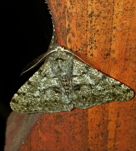 Apocheima pilosaria - zöldes tavasziaraszoló