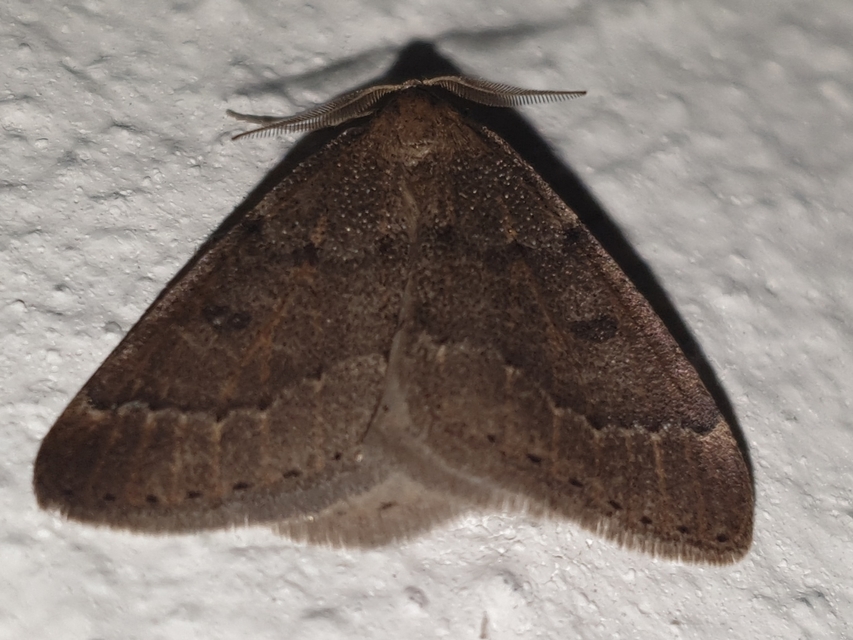 Theria rupicapraria - tavaszi kökényaraszoló