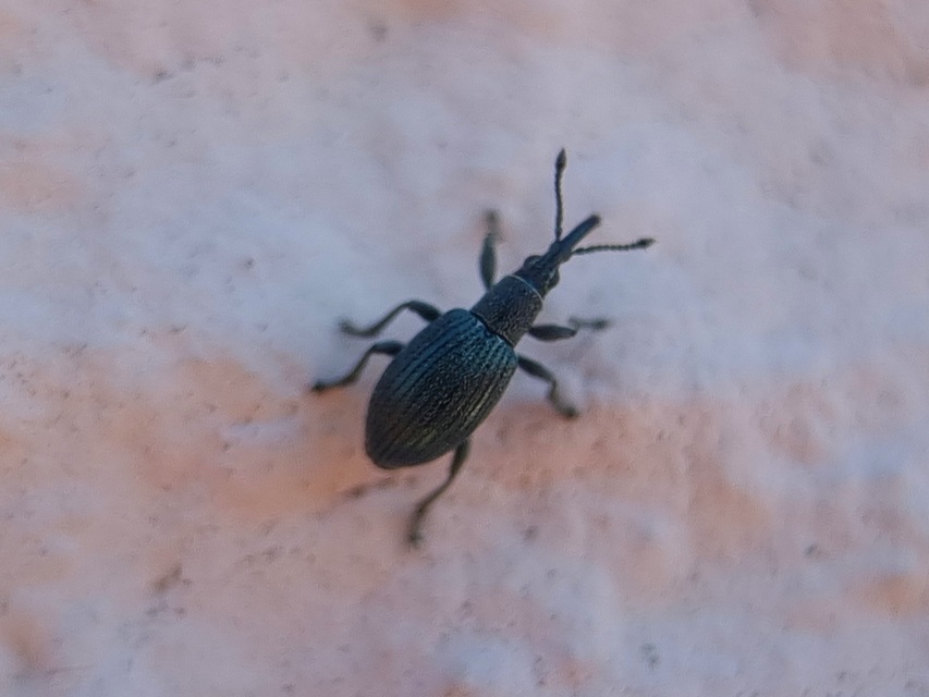 Ceratapion gibbirostre - agyaras cickányormányos Ceratapion gibbirostre - agyaras cickányormányos