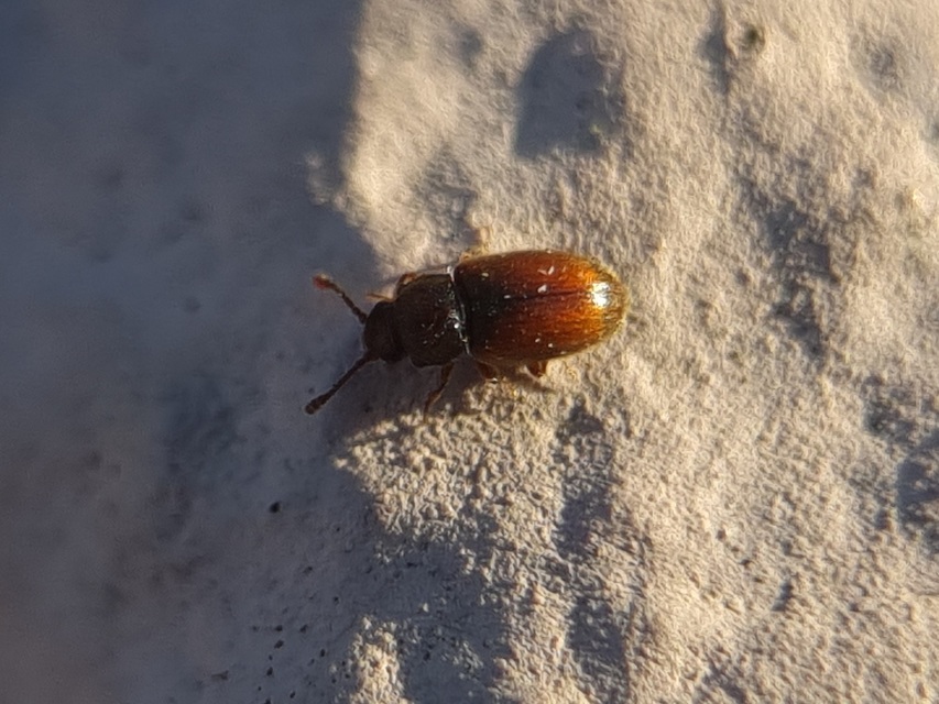 Cryptophagidae - penészbogárfélék