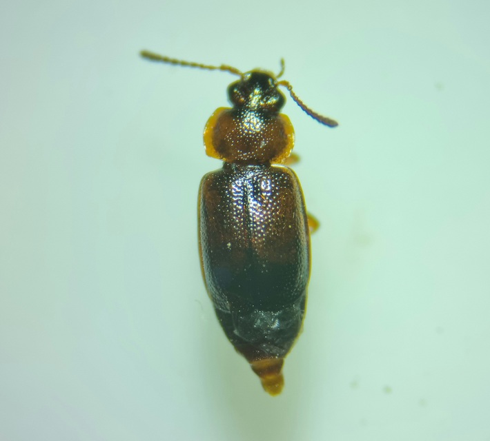 Anthobium atrocephalum - feketésfejű felemásholyva