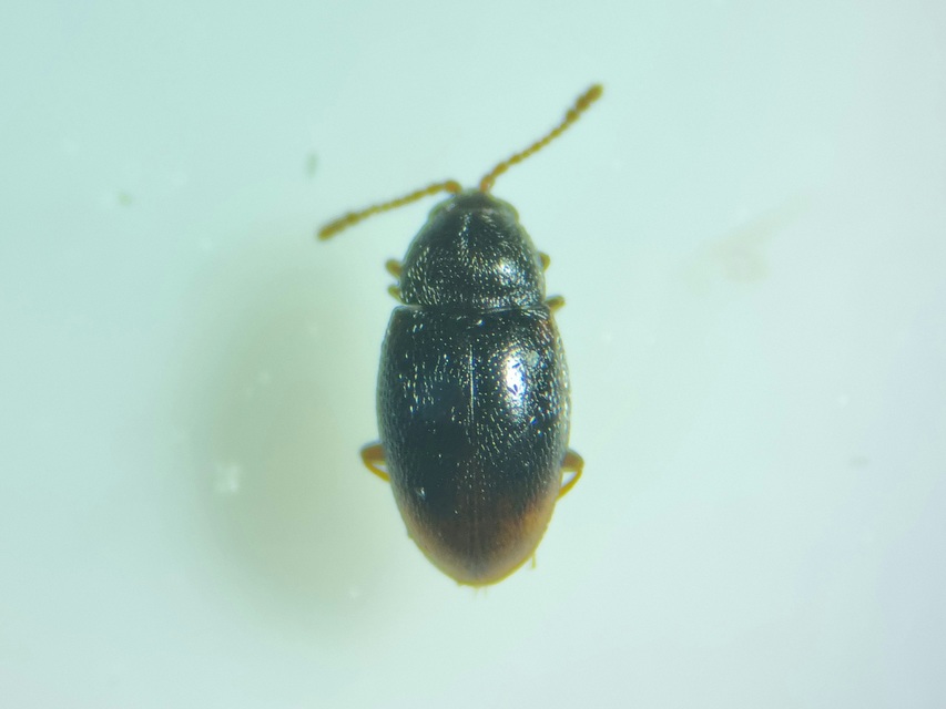 Cryptophagidae - penészbogárfélék
