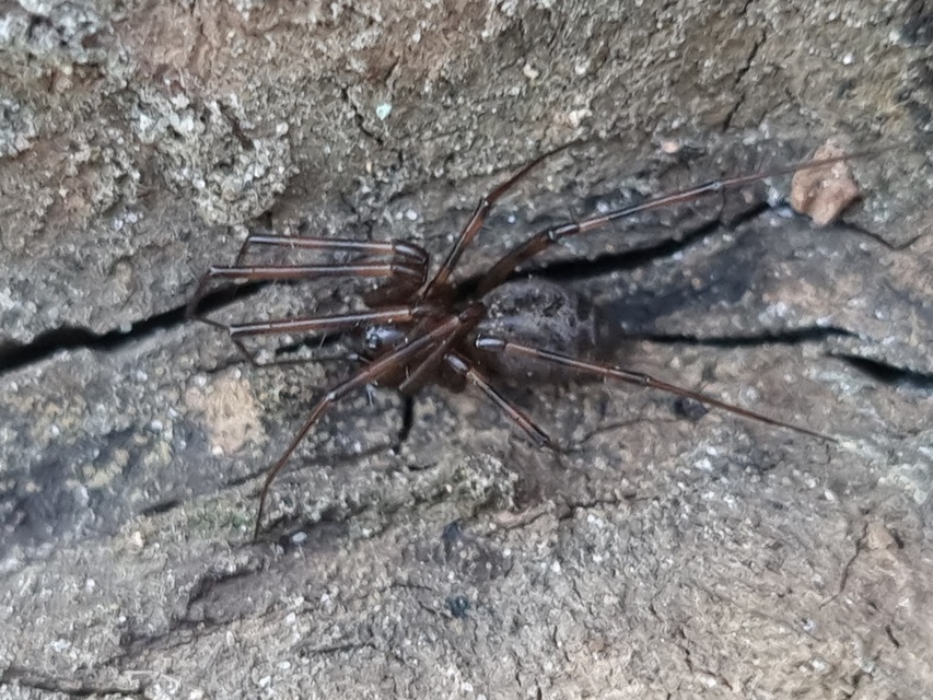 Megalepthyphantes