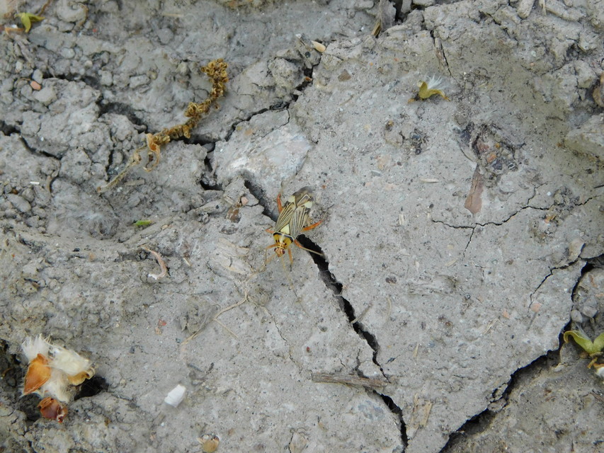 Rhabdomiris striatellus - zebra-mezeipoloska