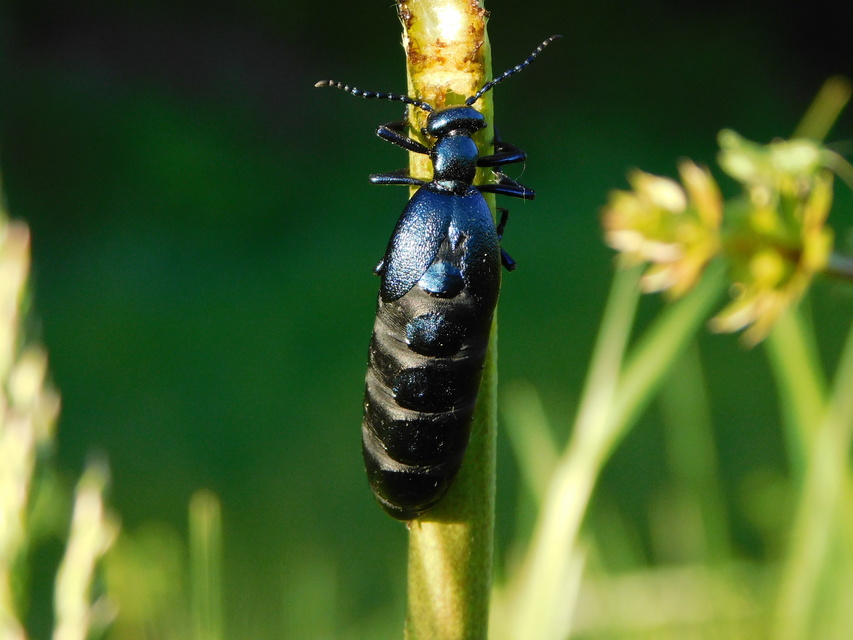 Meloe violaceus - kék nünüke