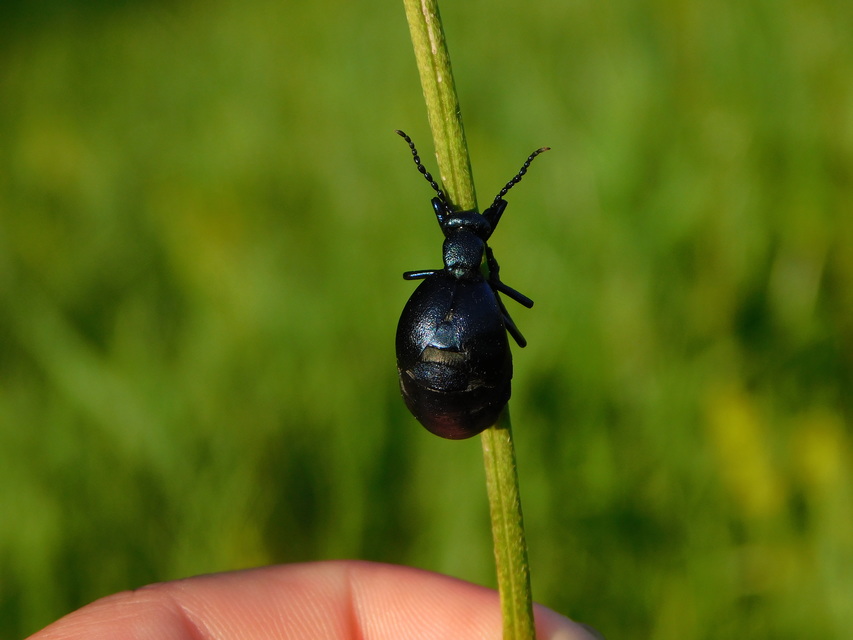 Meloe violaceus - kék nünüke