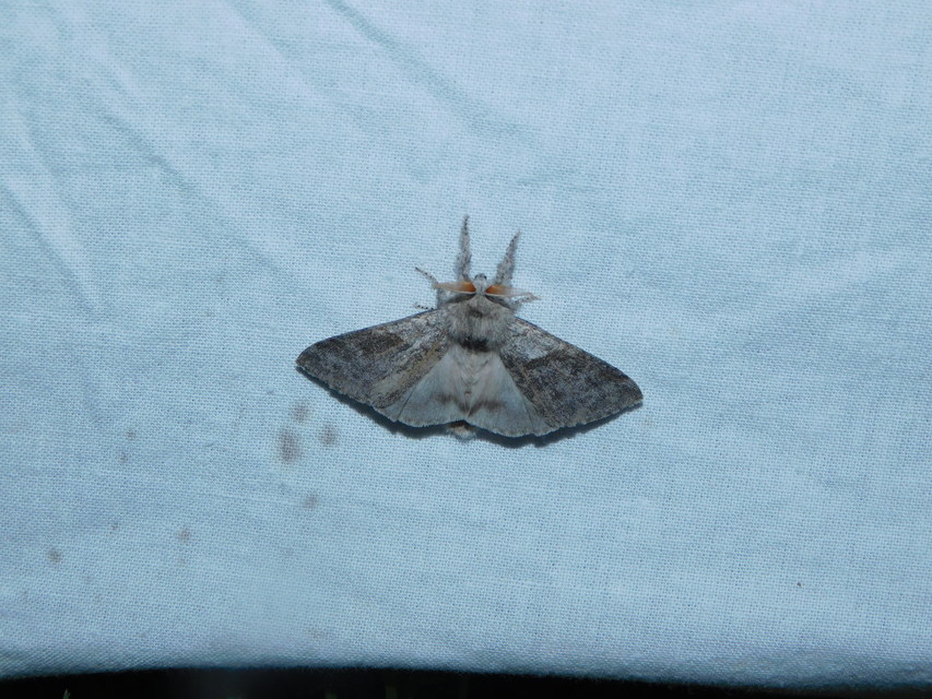 Calliteara pudibunda - hamvasszövő