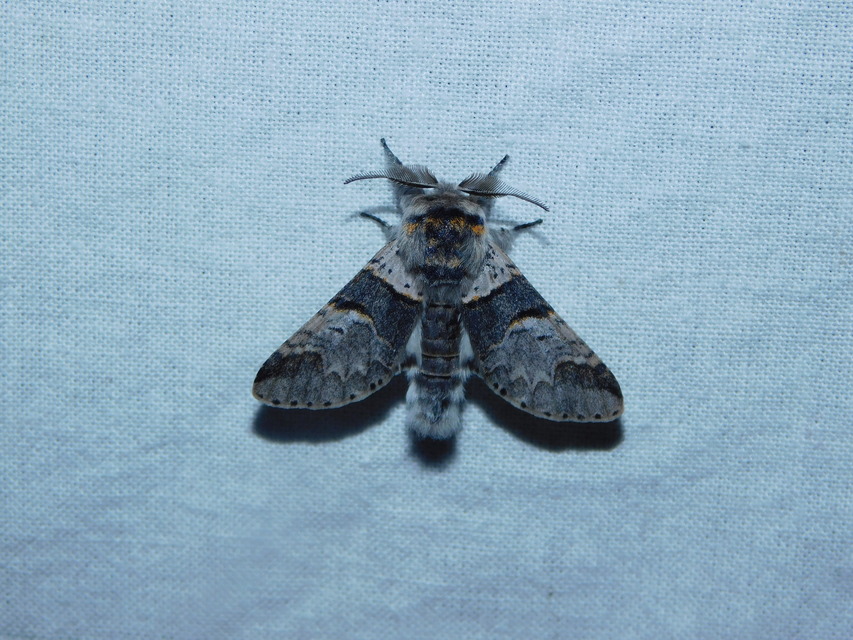Furcula bifida - kis púposszövő