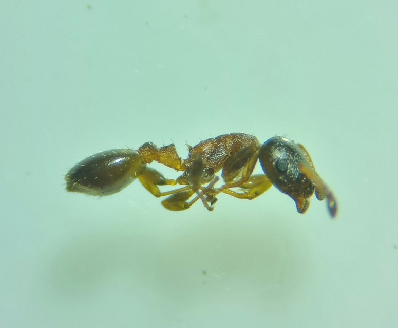 Temnothorax jailensis - fényesfejű kéreghangya