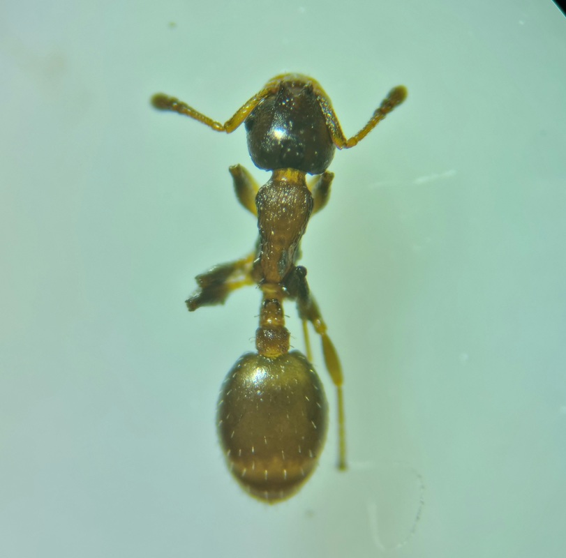 Temnothorax jailensis - fényesfejű kéreghangya