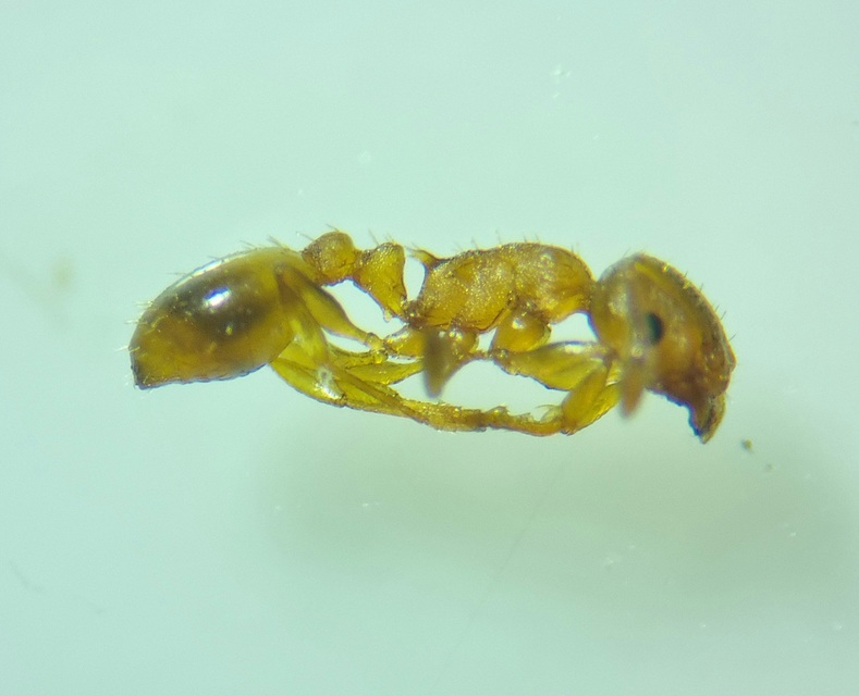Temnothorax crassispinus - gubacslakó kéreghangya