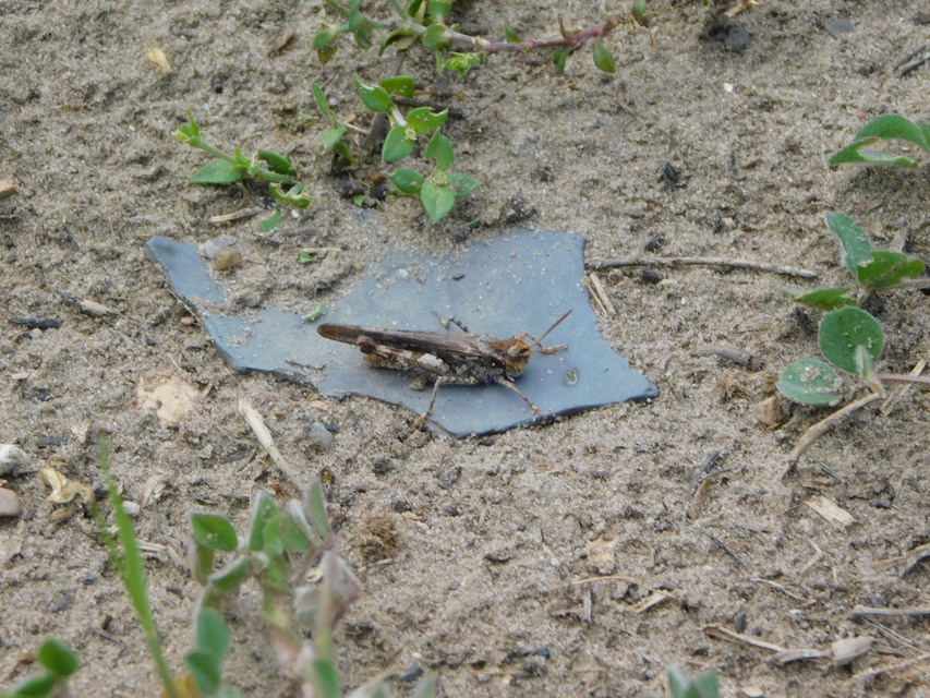 Acrotylus insubricus - önbeásósáska